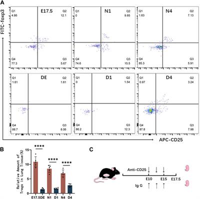 Role of regulatory T cells in mouse lung development